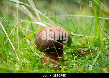 Sehr seltene Pilzarten - Boletus aereus. Versteckt im nassen Gras. Bronze tut weh auf einer Wiese in einem dunklen Fichtenwald. Essbarer und saftiger Mus Stockfoto