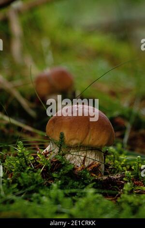 Kleiner Xerocomus subtomentosus mit Gras überwuchert sucht einen Weg zum Licht. Gelb-gesprungene Bolete wächst in schönem Moos. Veloursleder schmerzt in der Stockfoto