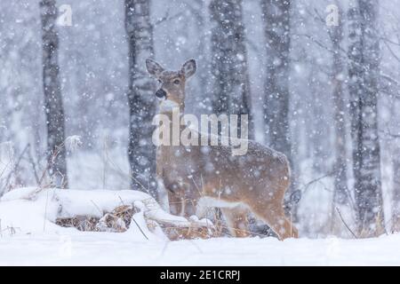 Weißschwanz-Rehe stehend beobachten, wie der Schnee fällt in Nord-Wisconsin. Stockfoto