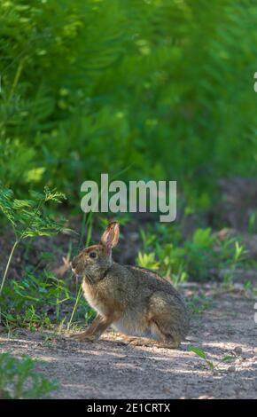 Schneeschuhhase im Norden von Wisconsin. Stockfoto