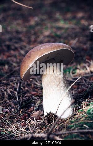 Langweilig braun Sie werden in Nadelvegetation zwischen Gras und Nadeln sein. Xerocomus subtomentosus zeigt seine Wachstumsrate und sein gesundes Bein. Essbarer Mus Stockfoto