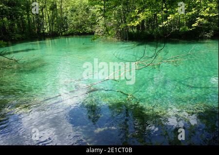 Kroatien, Plitvice, Baum im See Stockfoto