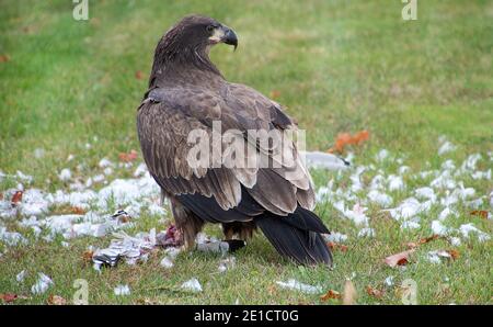 Unreifer Weißkopfseeadler mit Überresten einer Möwe auf Grün Gras Stockfoto