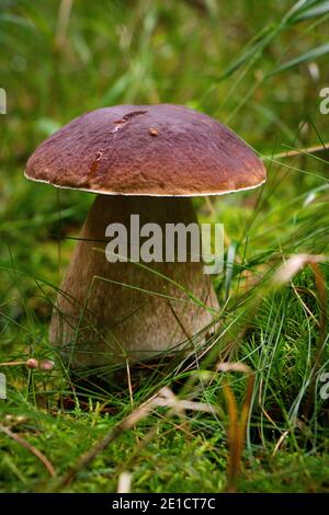 Boletus aereus versteckt in einem moosigen Bett, auf dem viele Wassertröpfchen gespeichert sind. Dark cep ist gut gefüttert und vor den Augen des Sammlers verborgen. Edib Stockfoto