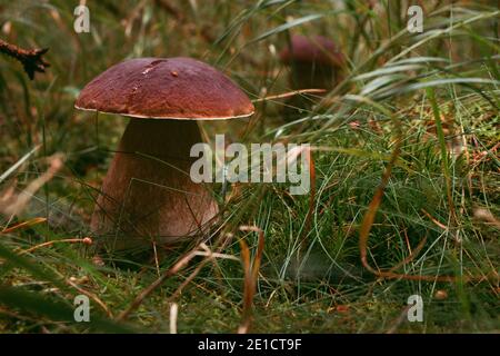 Schöne Boletus aereus in einem schönen Mischwald in einem grasbewachsenen Gebiet gefunden. Bronze schmerzt in einer moosigen Umgebung zusammen mit Tau auf Grashalmen. Stockfoto
