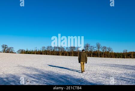 Älterer Mann, der im Winter, East Lothian, Schottland, Großbritannien, über jetzt bedecktes Feld zu Bäumen mit einem klaren blauen Himmel geht Stockfoto