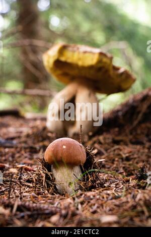 Kleiner Freund Xerocomus subtomentosus wächst neben dem größeren und älteren braunen und gelben Boletus. Das Eichhörnchen steht unter dem Schutz älterer Menschen Stockfoto