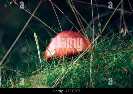 Sehr junger Pilz Amanita muscaria in einem schönen Pilz in einer feuchten Umgebung gefunden. Fliegen Sie Amanita während des anfänglichen Wachstums. Fliege Agaric beginnt, ou zu ziehen Stockfoto