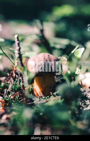 Neu in der Pilzwelt. Kleiner brauner Xerocomus subtomentosus. Langweilige braune Bolete ist sehr gut im Gras versteckt und Nadeln in der Mitte Stockfoto