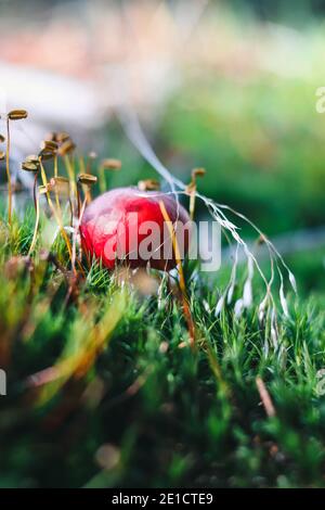 Sehr junger Pilz Amanita muscaria in einem schönen Pilz in einer feuchten Umgebung gefunden. Fliegen Sie Amanita während des anfänglichen Wachstums. Fliege Agaric beginnt, ou zu ziehen Stockfoto