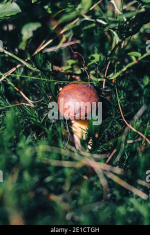 Boletus pinophilus hat einen Platz in schönen grünen Moos gefunden. Pinienwald König Bolete mit einem schönen braunen Hut von Zweigen und Gras umgeben. Stockfoto