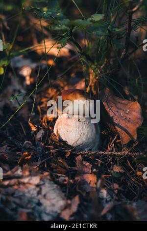 Boletus pinophilus befindet sich bei Sonnenuntergang zwischen den Nadeln und den rot gefärbten Blättern. Schöner brauner Hut und weißes Bein. Essbare Pilze in der Nähe von Fichte Stockfoto