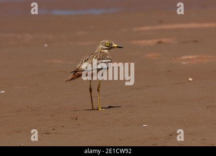 Eurasischer Dickknieadult (Burhinus oedicnemus saharae) auf Sandflächen Marokko Mai Stockfoto