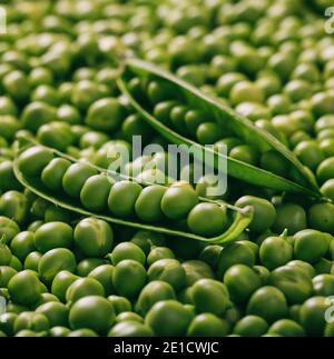 Frische grüne Erbsen für Hintergrund, Textur. Einjährige Pflanze, geöffnete Hülsen und geschälte Gemüse, gesunde Lebensmittel mit Vitaminen, Ernährung, geeignet für Vegetaria Stockfoto