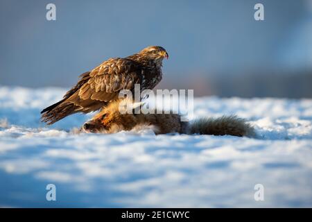 Gemeiner Bussard sitzt auf Schnee in der Winterzeit Natur Stockfoto