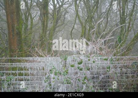 Eisbedeckter Zaun und Pflanzen Stockfoto