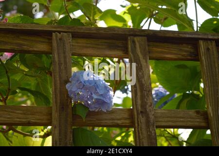 Hortensien Blumen wachsen durch einen hölzernen Gitterzaun in England Stockfoto