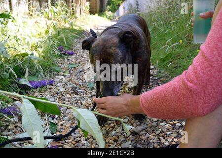 Der Besitzer gab seinem Hund während eines heißen Tages Wasser auf einem Spaziergang Stockfoto