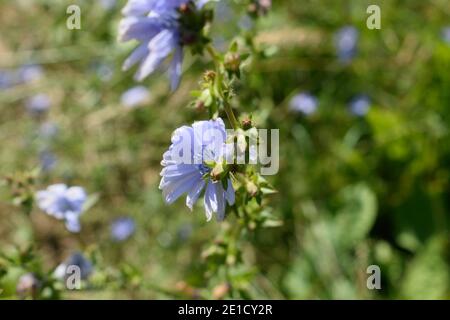 Kornblumen wachsen in einer Wiese in West Sussex Stockfoto