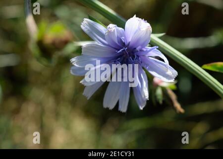 Kornblumen wachsen in einer Wiese in West Sussex Stockfoto