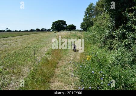 Hund zu Fuß in der schönen englischen Landschaft Stockfoto