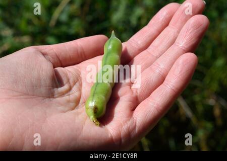 Person mit breitem Bohnenpod, gewachsen in West Sussex Stockfoto