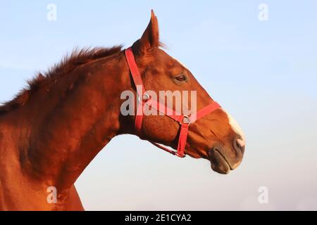 Schöne kisberi Felver Pferd grasen auf der ungarischen puszta bei Goldene Stunde des Sonnenuntergangs Stockfoto