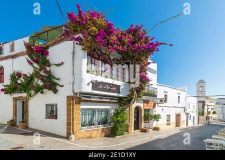 Bunte Bouganville und Blumen auf weißem Gebäude, Conil de la Frontera, Costa de la Luz, Provinz Cadiz, Andalusien, Spanien Stockfoto