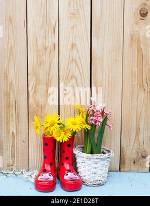 Helle Blumen in Töpfen, rote Gummistiefel auf Holzhintergrund. Stockfoto