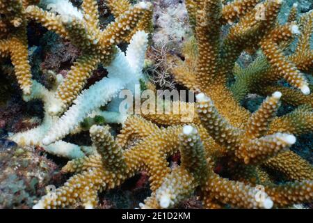 Staghorn coralÃ‚Â (Acropora cervicornis), Key Largo, Florida, USA Stockfoto