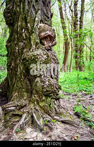 Platt auf altem Baumstamm aus Eiche. Feen- und dichtes Waldkonzept Stockfoto