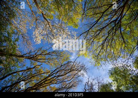 Dünne weiße Wolken breiten sich am blauen Himmel über einem sonnenbeschienenen Birkenholzdach aus; die weiße Blüte des Frühlings und die leuchtend grünen Kronen auf hohen, schlanken Bäumen. Stockfoto