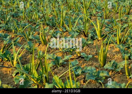 Aloe Vera und Blumenkohl an den gleichen Stellen gepflanzt Stockfoto