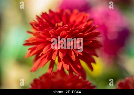 Dunkelrote Blüte einzelne Dahlia Blütenblätter im Hausgarten Stockfoto