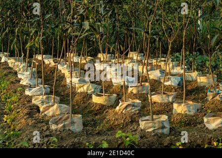Reihe um Reihe von Mangosädeln wurden eingepflanzt Plastiktüten für die Pfropfung Stockfoto