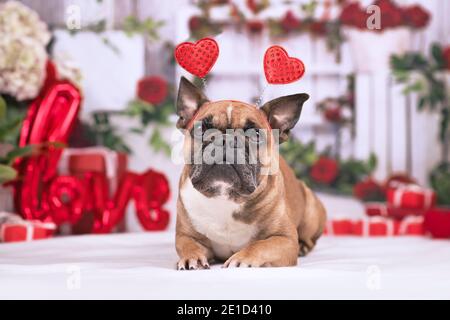 Schöne Französisch Bulldogge Hund mit Valentinstag Stirnband mit Herzen Liegen vor saisonaler Dekoration mit Girlanden und Geschenk Boxen Stockfoto