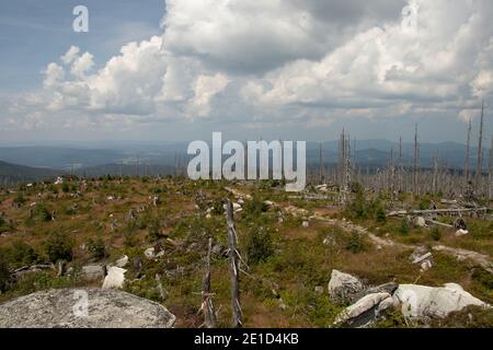 Typische Sumava Landschaft im Südwesten Böhmens in der Nähe der Stadt Ceske budejovice. Eine Landschaft von einem anderen Planeten. Verwitterte Bäume durch einen mächtigen Wind Stockfoto