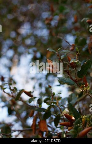 Acorn Nut Fruit, Coast Live Oak, Quercus Agrifolia, Fagaceae, einheimischer Baum, Franklin Canyon Park, Santa Monica Mountains, Transverse Ranges, Autumn. Stockfoto