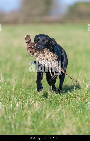 Porträt eines schwarzen Labradors, der einen Hühnerfasanen aufruft Stockfoto