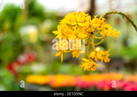 Schöne gelbe Orchidee Blume aus nächster Nähe. Stockfoto