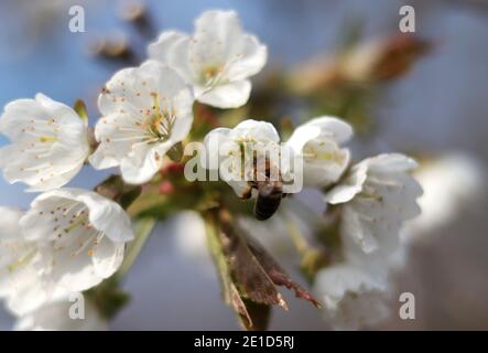 Detail über die europäische Honigbiene, wie Pollen aus der Blüte von prunus avium gesammelt wurden. Schönes Makro auf Insekten, die auf der Suche nach süßen. Spezialarbeiter für Stockfoto