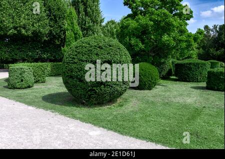 Kugelförmige Büsche im Park. Kugelförmig geformte Buchsbaum-Strauchkugeln stehen in einem grünen Park. Stockfoto