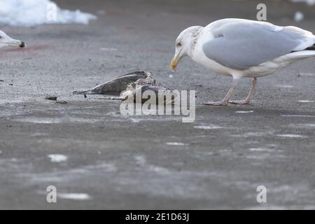 Eine Möwe am Ufer eines Sees isst ein Toter Burbot Stockfoto