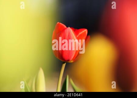 Wunderbare rote Tulpe zwischen zwei gelben. Typische tulipa in roten, gelben Schatten. Detail auf einer einfachen Blüte zwischen vielen. Wählen Sie die richtige Option. Sommerblüte Stockfoto