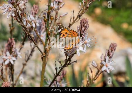 Bunte Buterfly sitzt auf Blume im Akamas Halbinsel Nationalpark in Zypern. Gemalte Dame, auch Vanessa cardui genießt das Leben und jetzt entspannen auf Flowe Stockfoto