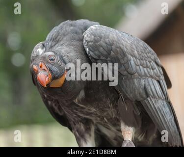 Kalifornischer Kondor, Gymnogips californianus, ein Geier der Neuen Welt. Vögel zeigen Nahaufnahme Stockfoto