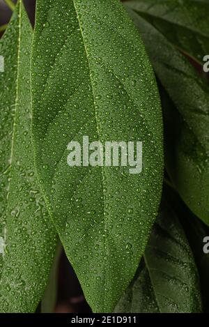 Nahaufnahme des Avocado-Blattes mit Wassertropfen. Pflanzen zu Hause. Stockfoto