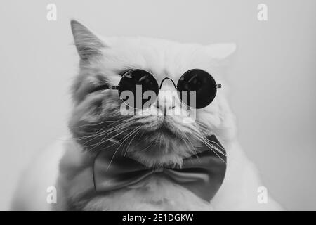 Schwarz-weiß Porträt von pelzigen Katze in Mode Sonnenbrille. Luxuriöse häusliche isoliert Kitty in Brille Posen wie Modell. Stockfoto