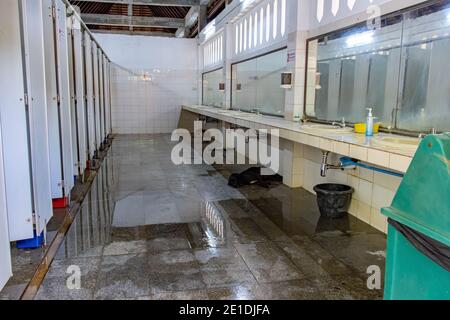 AYUTTHAYA, THAILAND, JUNI 03 2020, Öffentliche Toilette mit ruhenden Hunden auf nassem Boden unter Waschbecken, Thailand. Stockfoto