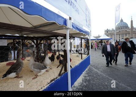 Pferde, Kühe, Hühner, Schweine, Enten und Schiffe tropften am 17,2011. Januar auf dem Petersplatz im Vatikan auf der Suche nach dem Segen zum Tag des heiligen Antonius für den schutzpatron der Tiere. Jedes Jahr nimmt der italienische Züchterverein an diesem traditionellen Fest vor dem Petersdom Teil. Der 17. Januar markiert den Tag des heiligen Antonius des Abtes, des offiziellen schutzpatrons der Tiere und des traditionellen Segens der Tiere. FOTO von Eric Vandeville/ABACAPRESS.COM Stockfoto